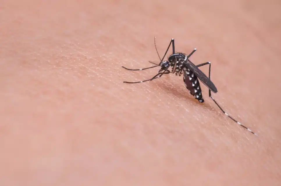 Os casos de dengue em 2023 já ultrapassaram o número total registrado em 2022
