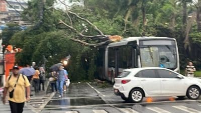 Imagem do post São Paulo em caos: Chuva intensa mata 3, derruba árvores e produz ventos de 100km/h