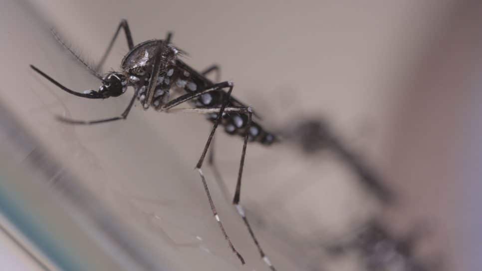 Saúde alerta que Minas Gerais e Espírito Santo podem ter epidemia de dengue em 2024