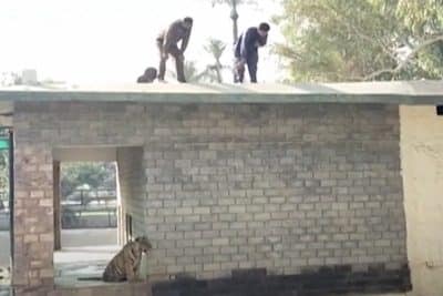 Imagem do post Homem foi achado morto na jaula de tigres num zoológico no Paquistão