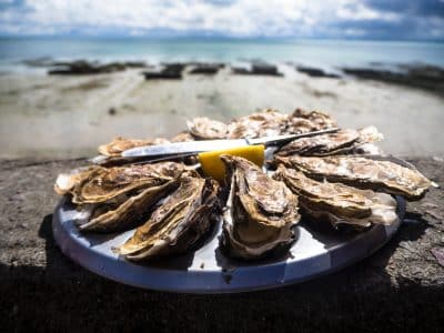 Imagem do post Governo rastreia perigo de contaminação por frutos do mar que pode levar à amnésia no litoral de SP