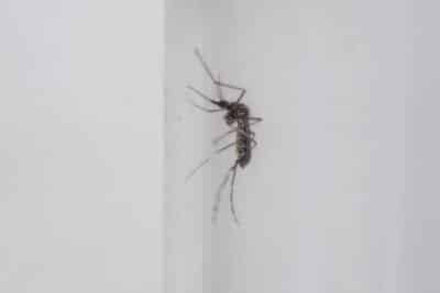 Imagem do post Ministério da Saúde indica que o Brasil tem provavelmente 262,2 mil casos de dengue