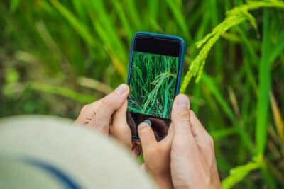 Descubra mais vantagens dos apps de identificação de plantas