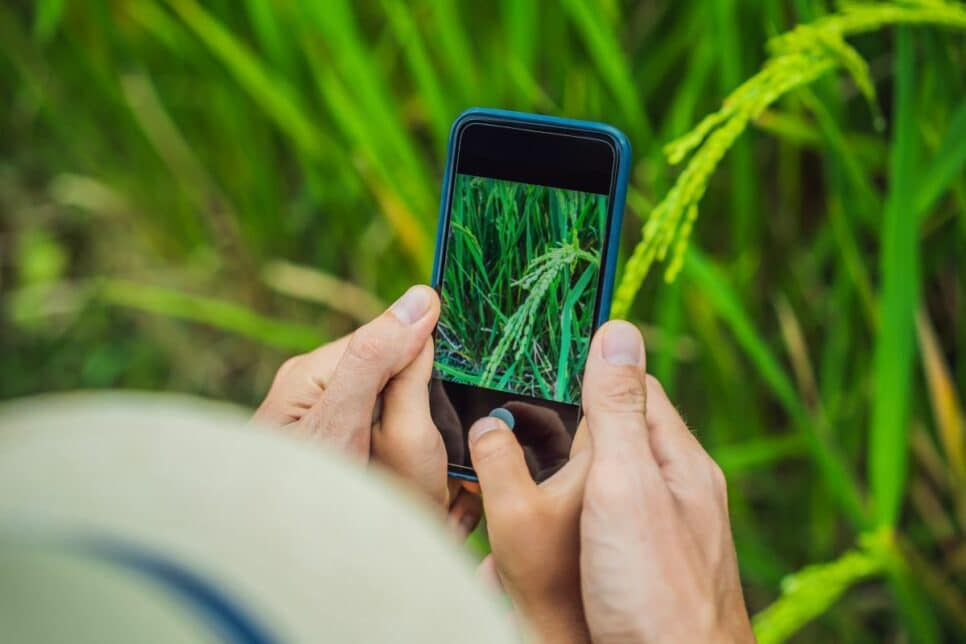 Descubra mais vantagens dos apps de identificação de plantas