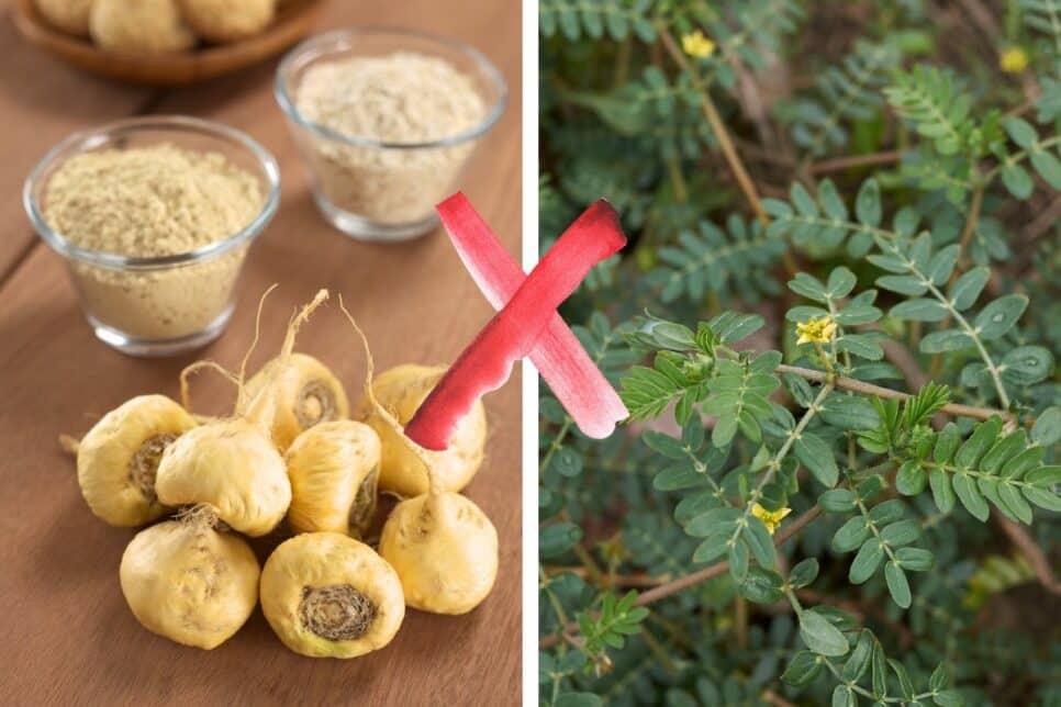 2. Maca Peruana vs. Tribulus Terrestris